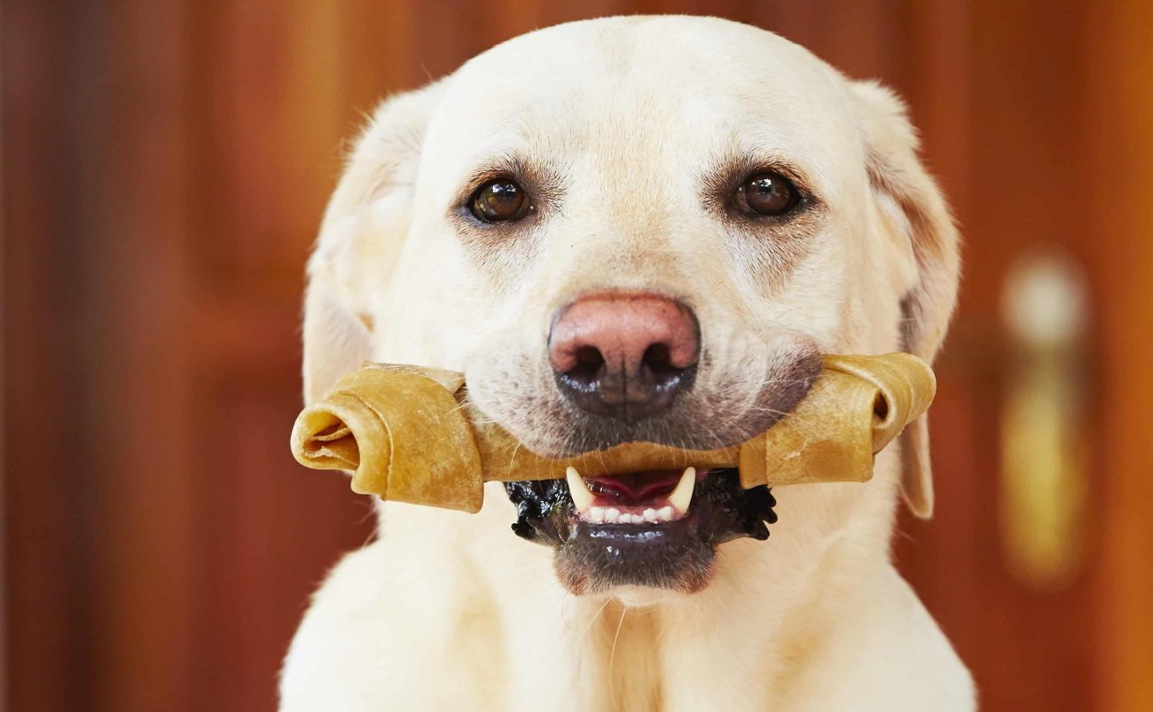 Giochi per cani: quali sono, quando proporli e come svolgerli