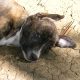 Adottare un cucciolo-consigli per l'adozione responsabile