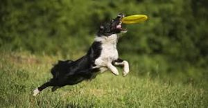 frisbee